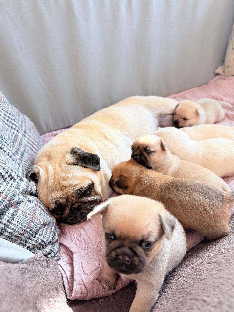 Pug x Pomeranian Puppies!