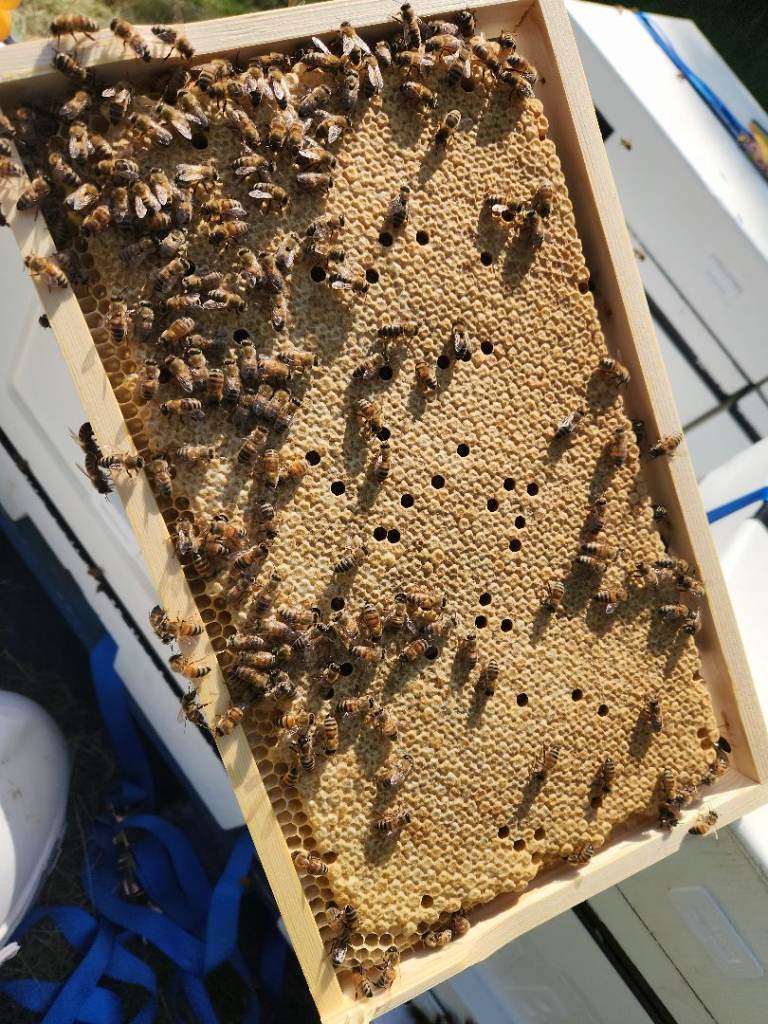 Overwinter honeybee nucs