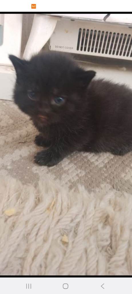 3 black beautiful fluffy kittens