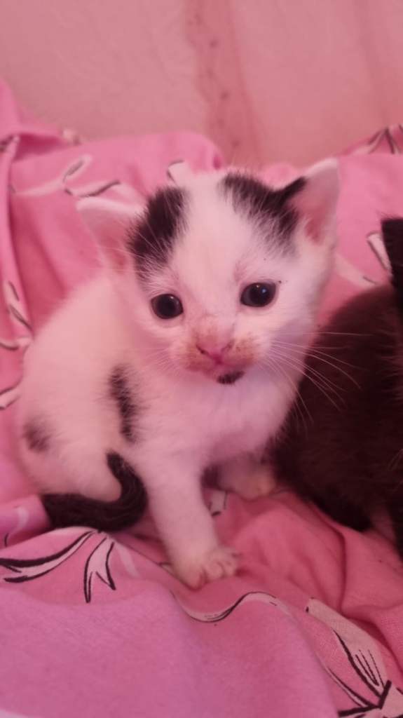 4 beautiful kittens ready for new loving home ♡