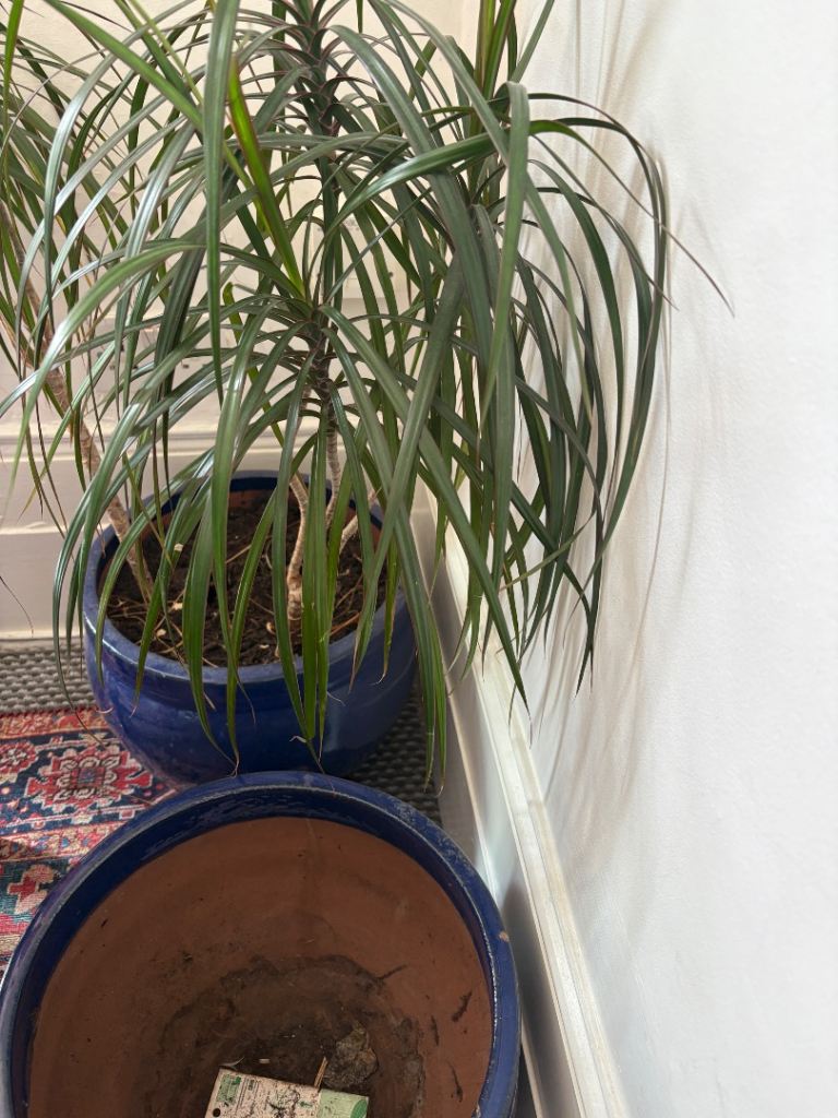 Pair of Large Blue Ceramic Garden Planters w plant