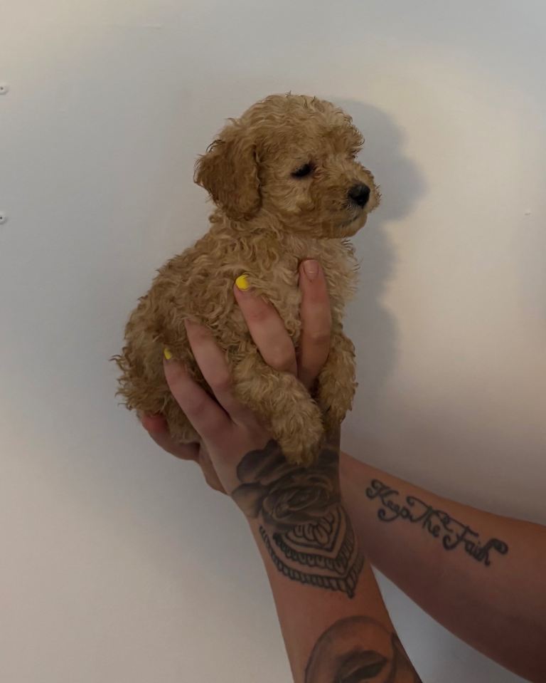 Cockapoo puppies 