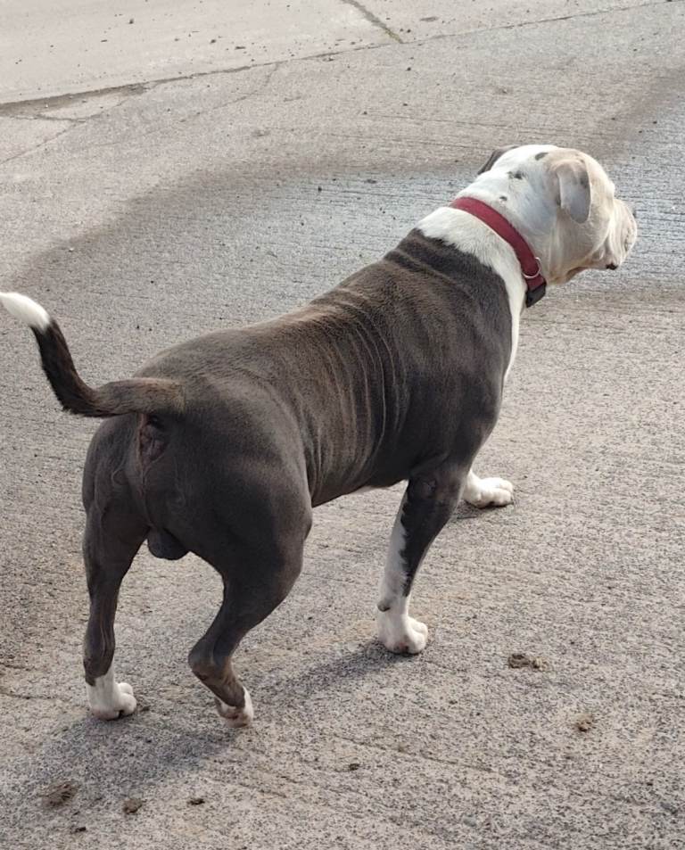 Labrabull puppies, brown, fawn, blue white 
