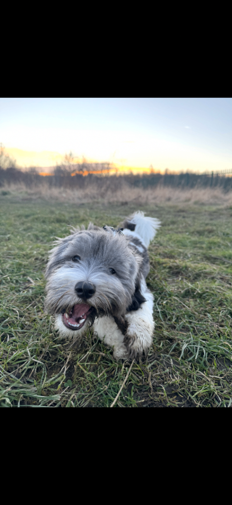 2 year old dog for rehoming 