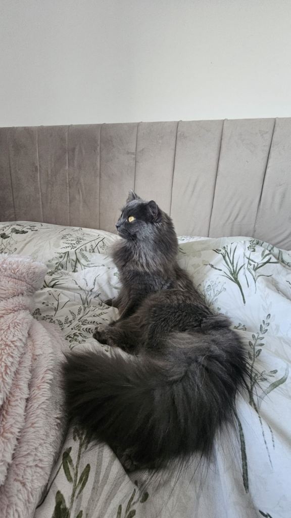 My gorgeous cat for sale