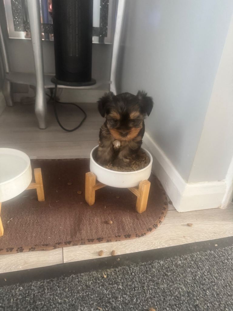 Miniature Yorkshire terrier