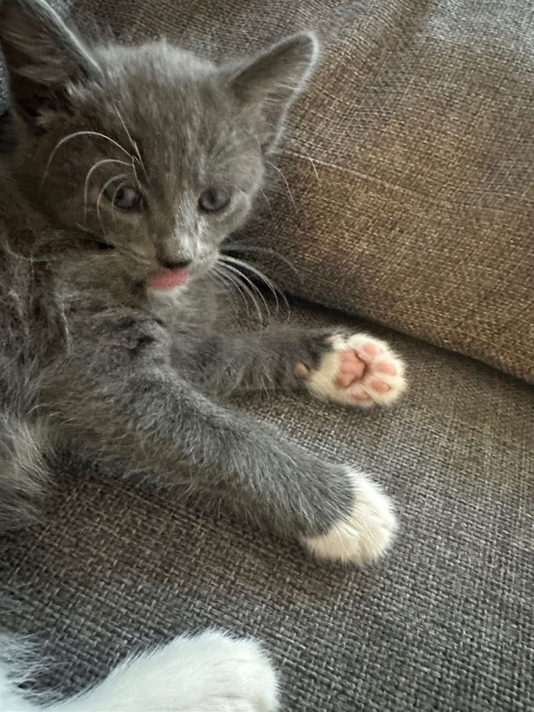 Male British Shorthair for sale