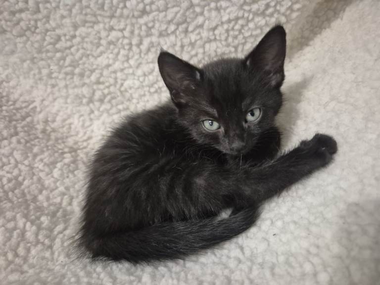 Adorable Kitten looking for a loving home-ready for collection from 10th January