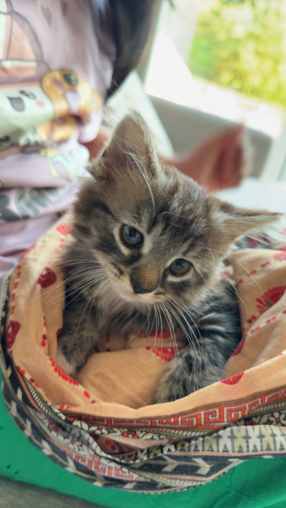 Beautiful Grey Kitten