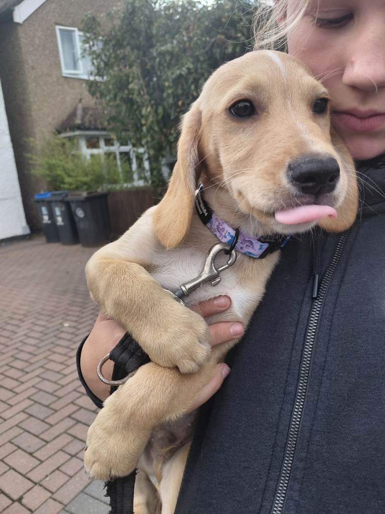 2 cockerpoos for sale