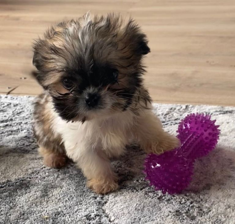 2 shih tzu x chihuahua boys left