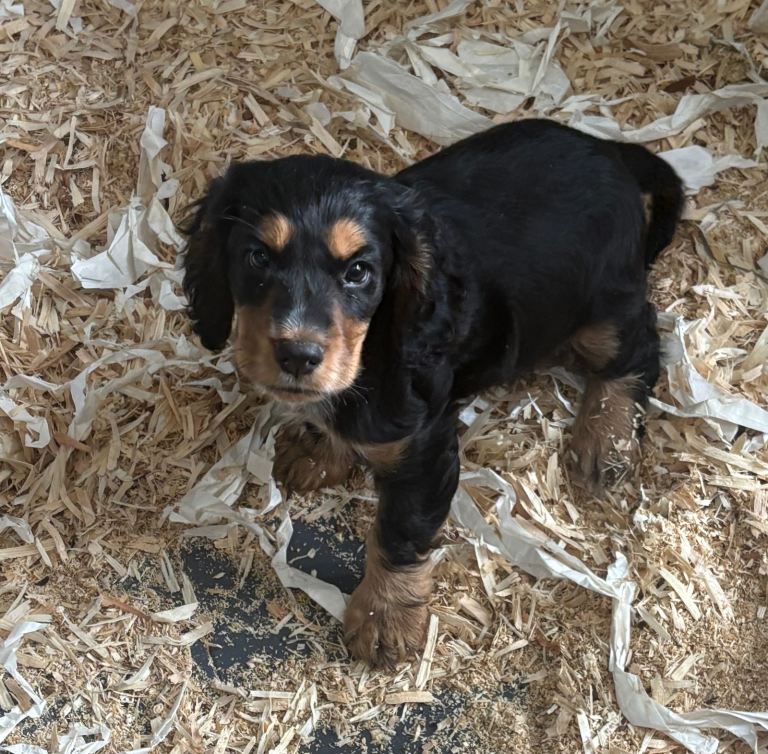 gorgeous cocker pups 