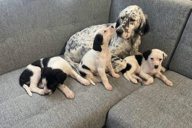 Springer spaniel puppies