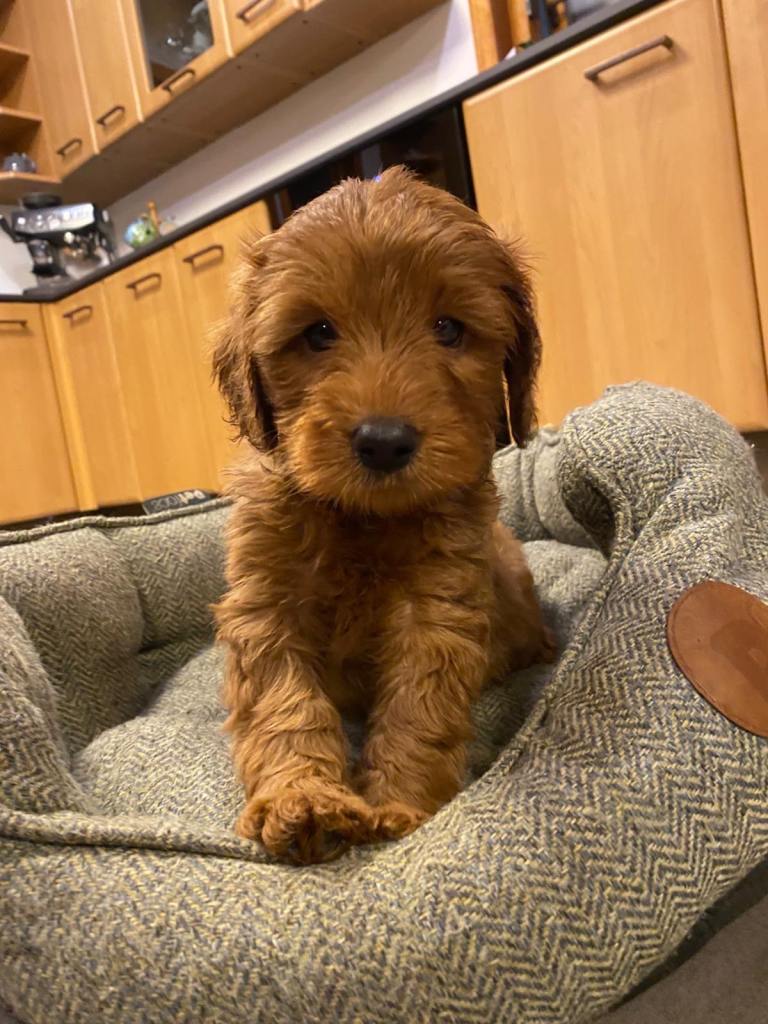 F2B Cockapoo puppies for sale 