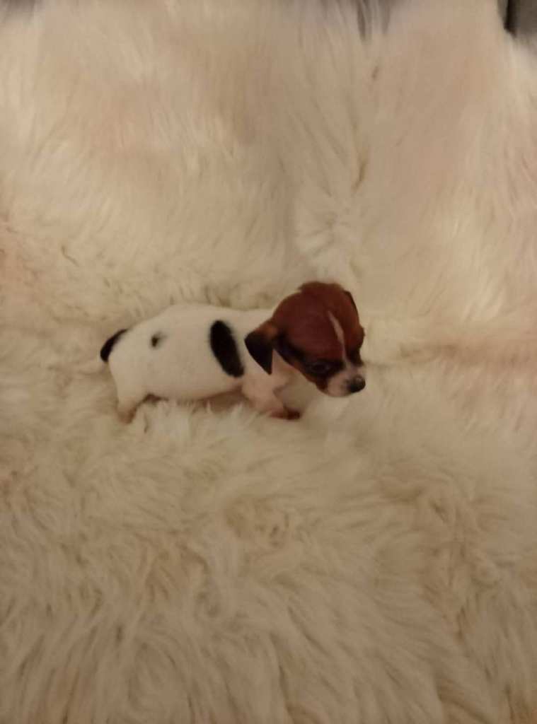 Looking for a rehomed dog 