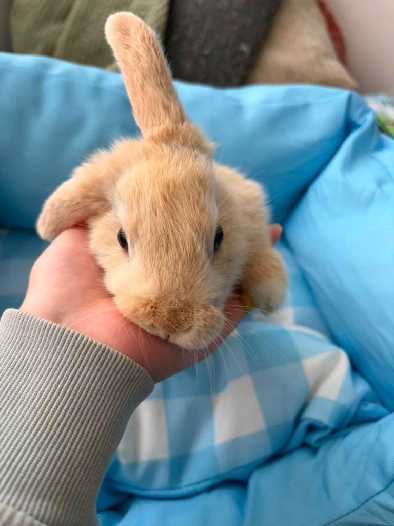 1 baby bunny left