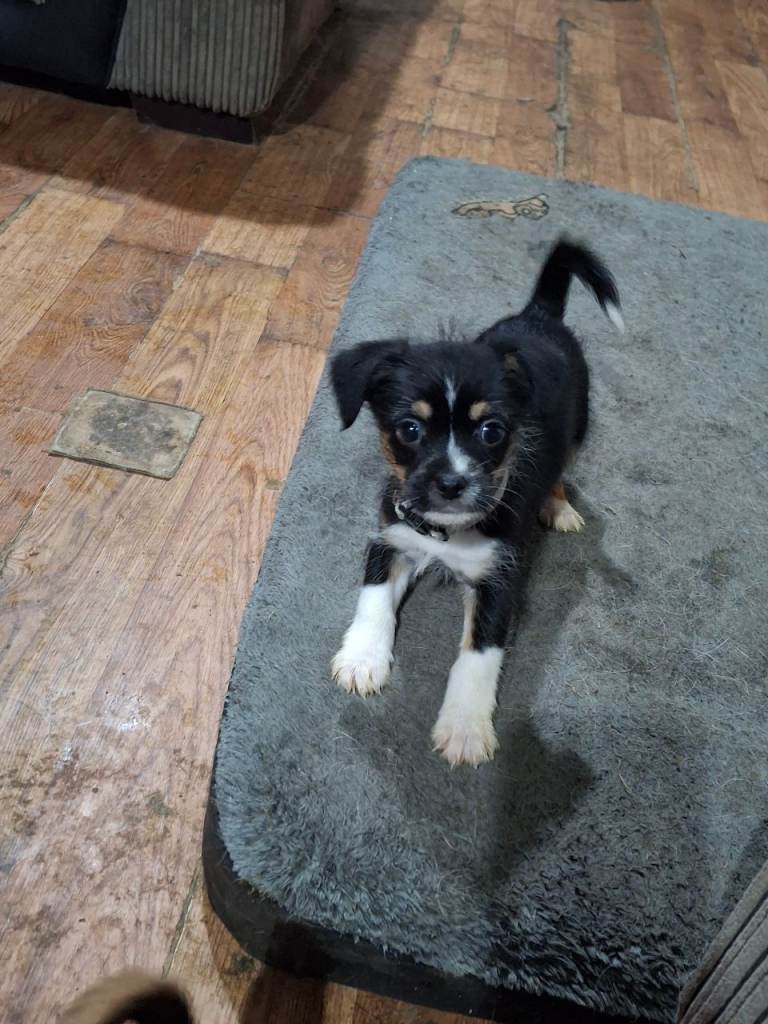 2 pups left! Patterjack cross Jack Russell 