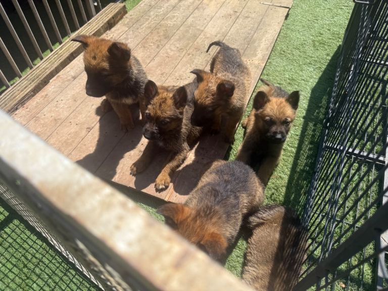  German shepherd puppies 