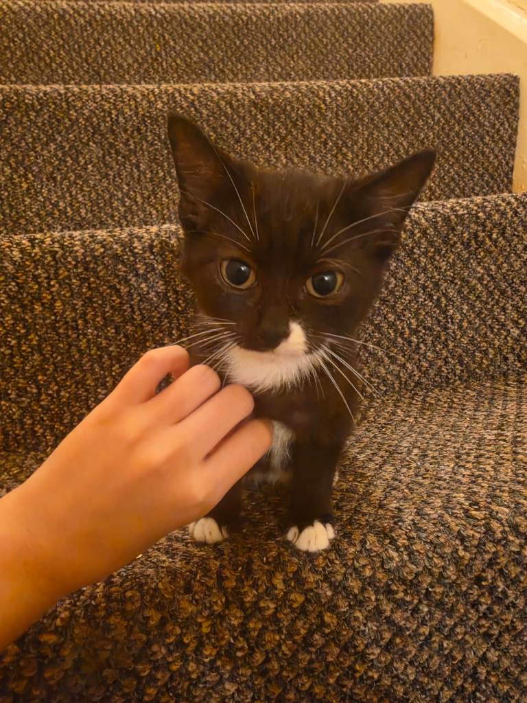 Lovely kittens looking for there forever home 💕
