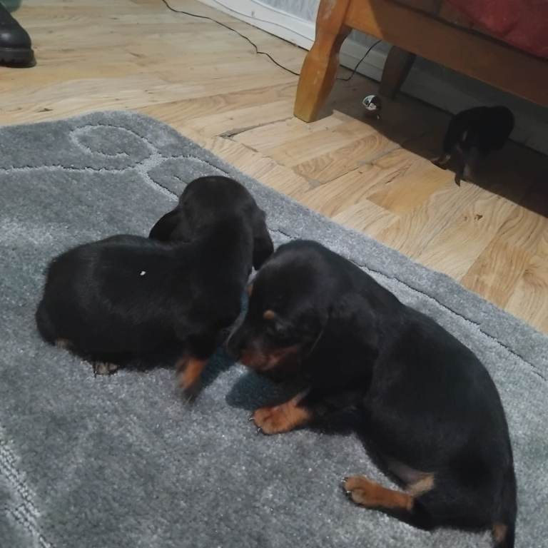 Dachshund puppies 