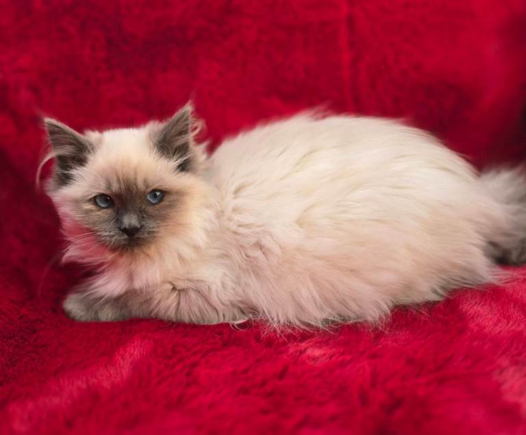 GCCF Registered Ragdoll Kittens 