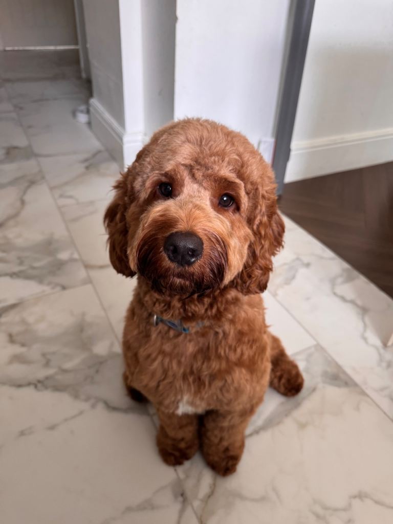🐶 Loving Home Needed 🐶