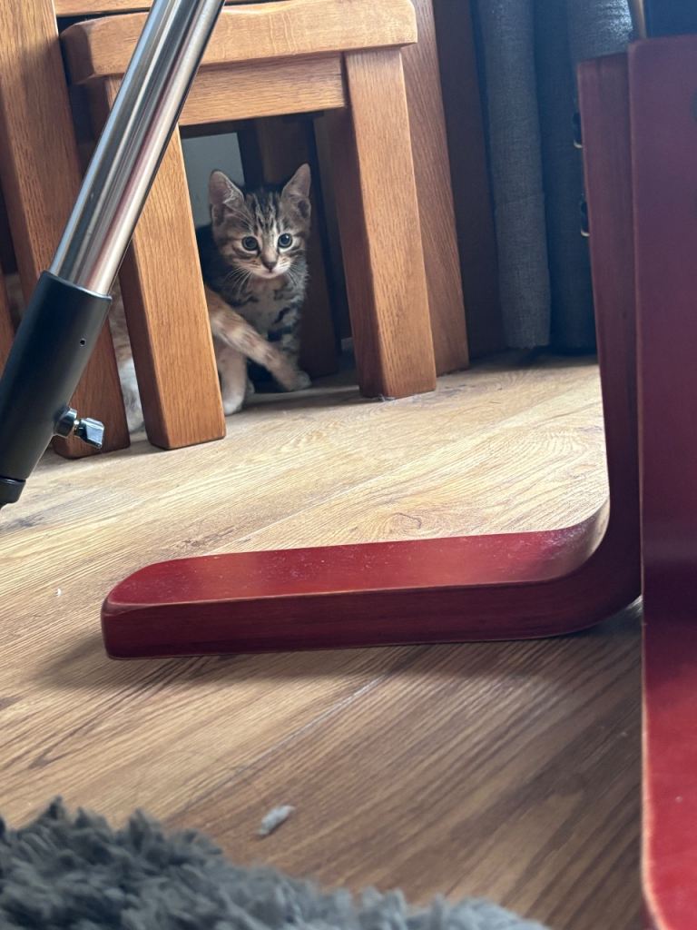 Kitten girl 