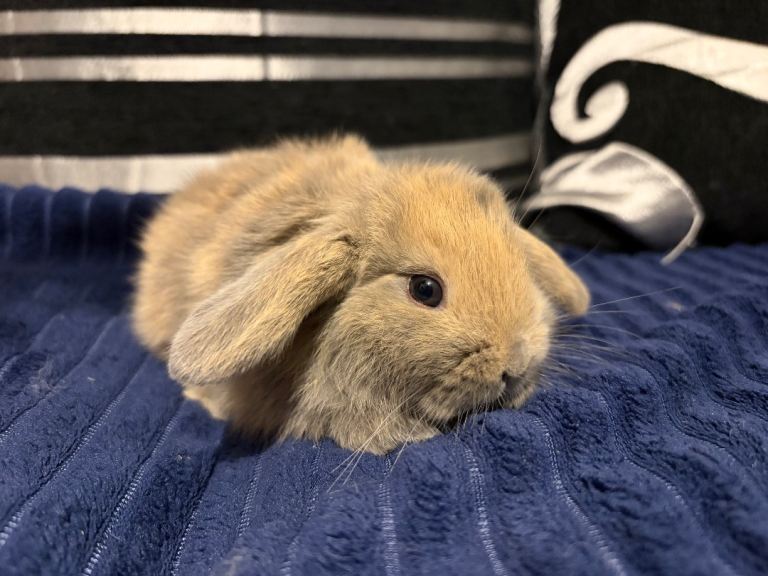 mini lop doe