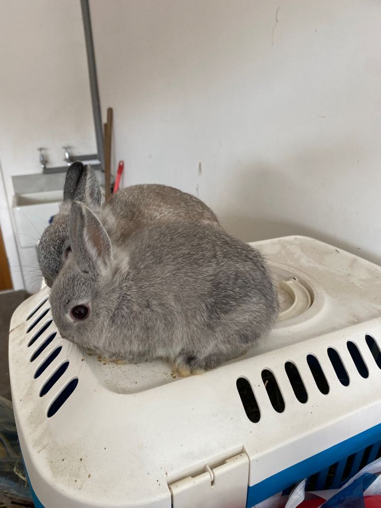 Beautiful Pure bred Netherland dwarf bucks