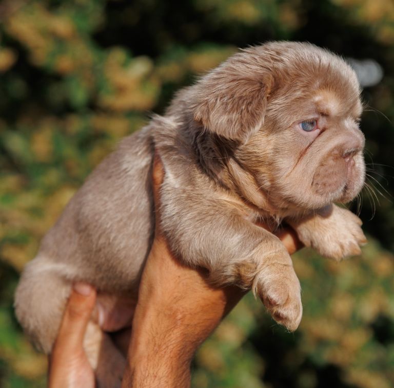 FLUFFY FRENCH BULLDOGS PINK NEW SHADE HUSKY ISABELLA