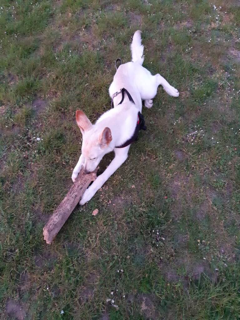 German Shepard for sale