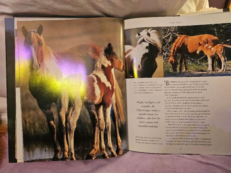 Horse book