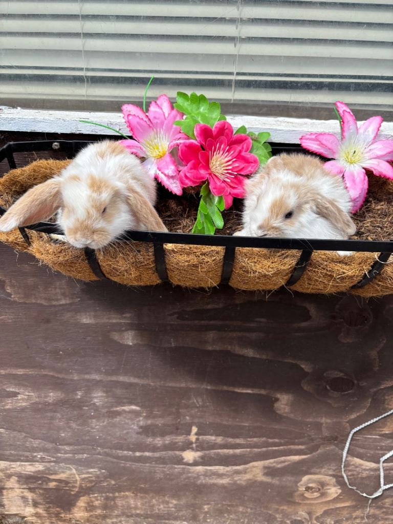 Pure mini lop baby bunnies 