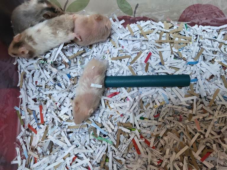 baby hamsters syrians,  lots of colours.   £10. each.         