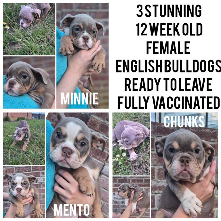 Fully Vaccinated engliah bulldog puppys ready to leave 
