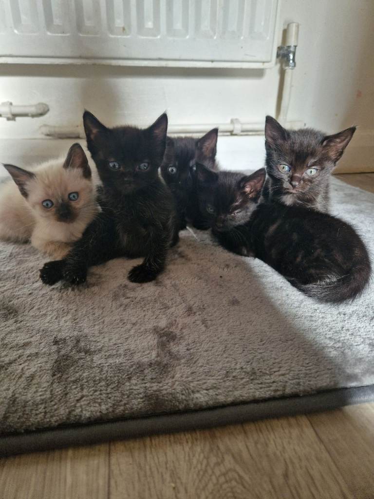 Ragdoll cross kittens