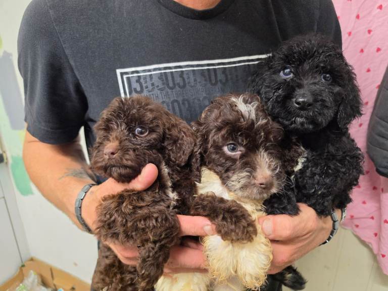 Cockapoo puppies 