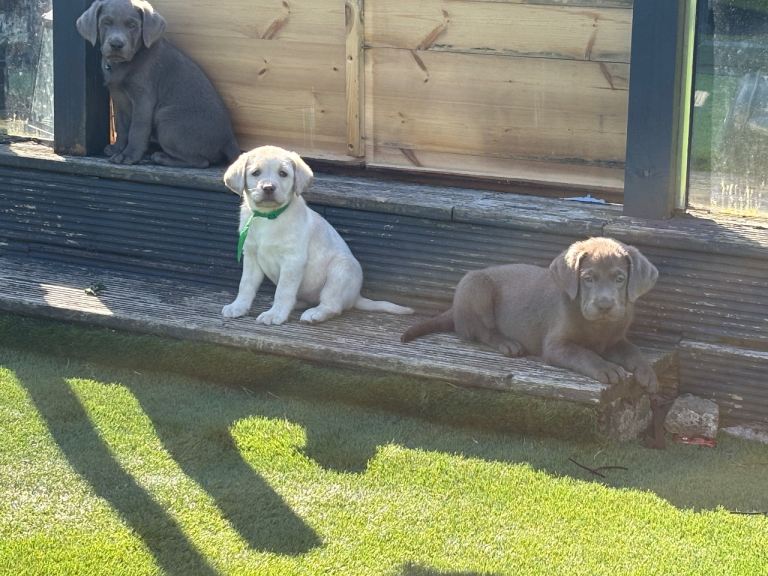 KC Registered Silver Labrador Retriever Puppies available now