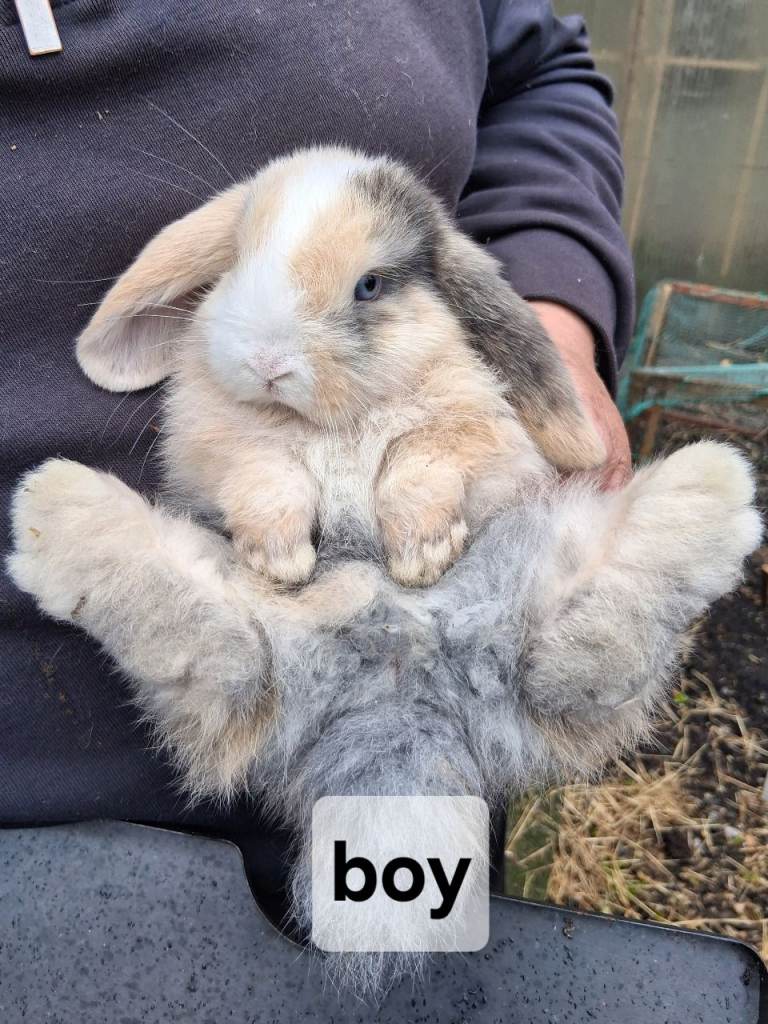 Mini lop babies 