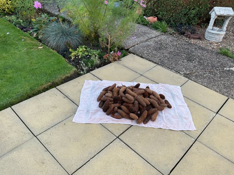 Large Pine Cones