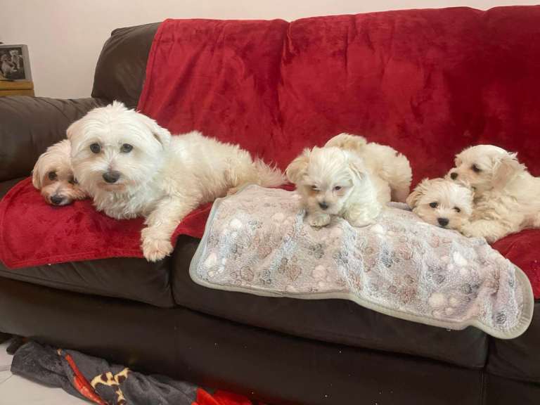 Bichon frise puppies