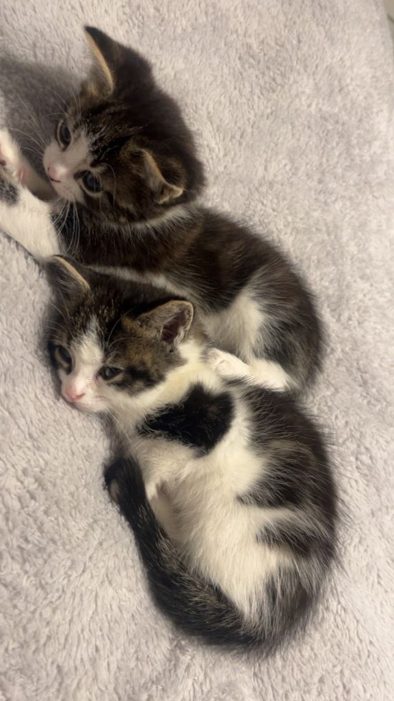 Lovely kittens for sale 
