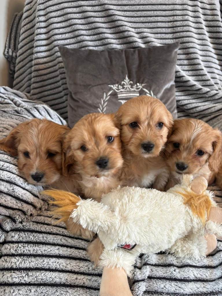 Cavachons