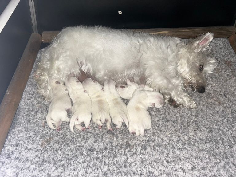 West Highland Terrier Puppies 