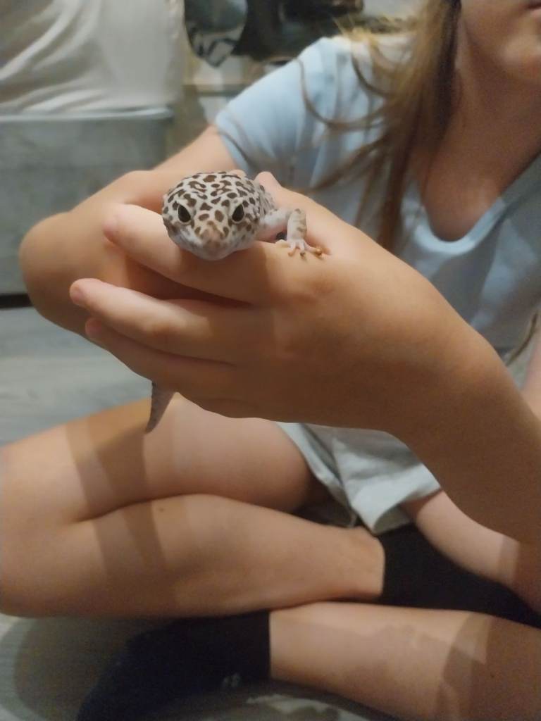 Leopard gecko 