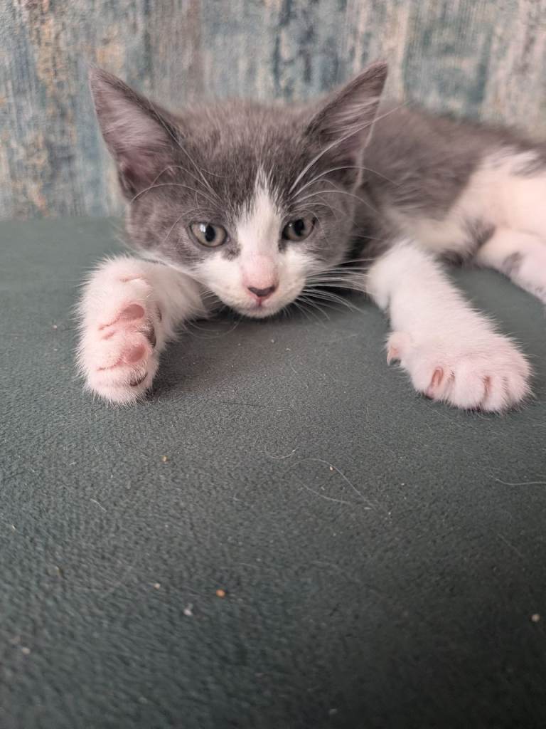 6 beautiful kittens for sale 🥰
