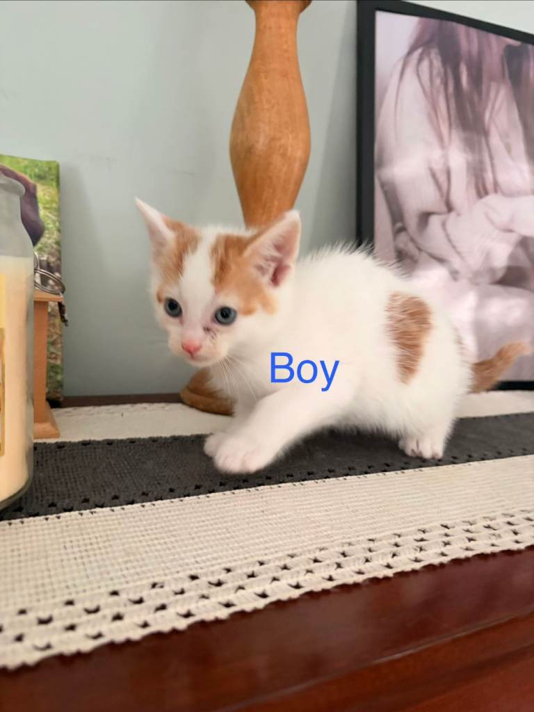 4 kittens looking for new homes 