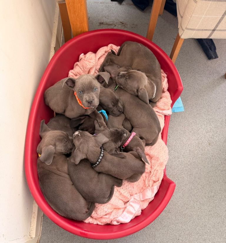 Puppies ready to go to their forever homes