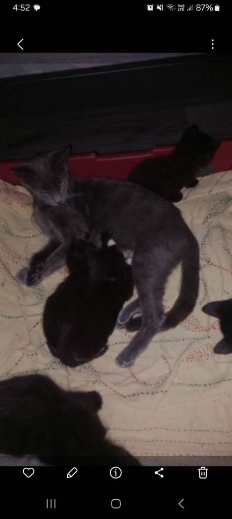 KITTENS FOR SALE 