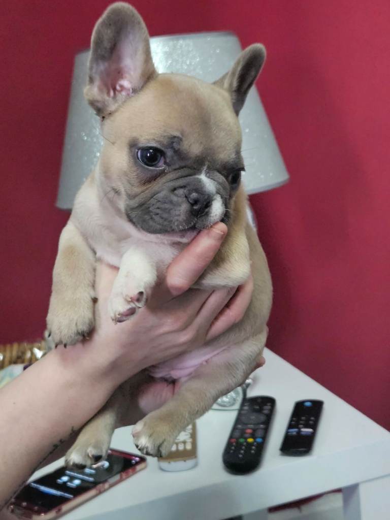 Frenchie baby